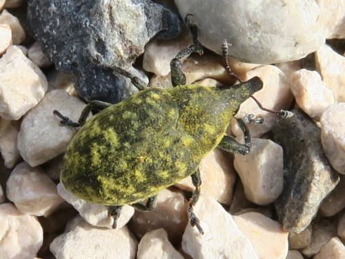 Réf. 327 939 : Larinus turbinatus