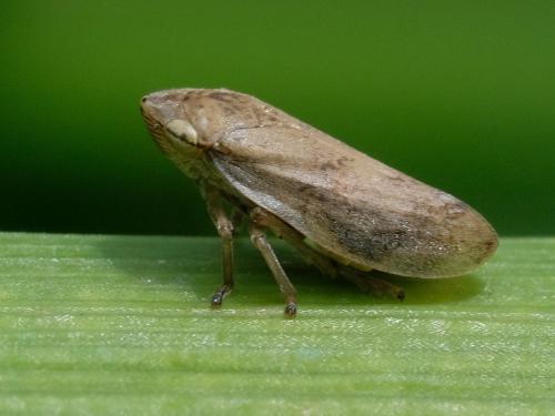 Philaenus spumarius