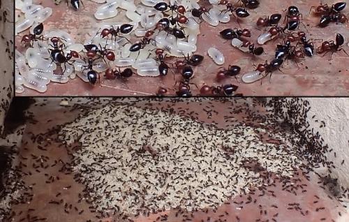Réf. 327 398 : Crematogaster scutellaris