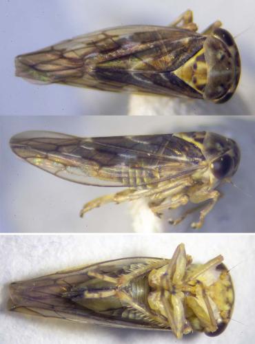 Réf. 327 137 : Tremulicerus vitreus