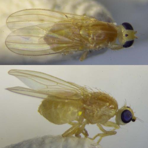 Chyromya oppidana