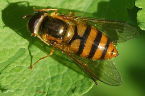 Epistrophe melanostoma