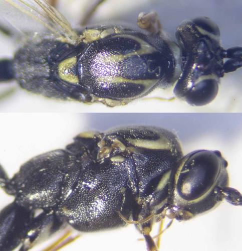Réf. 327 815 : Lissonota sp.