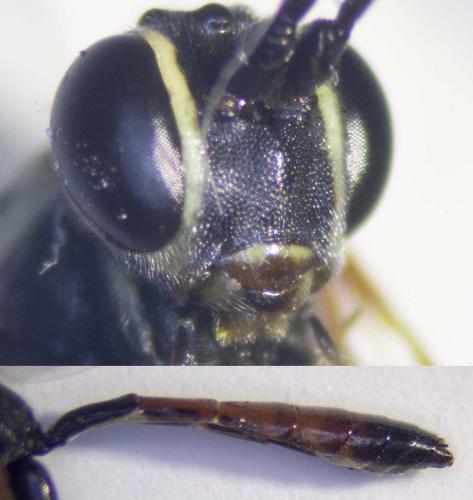 Réf. 327 816 : Lissonota sp.