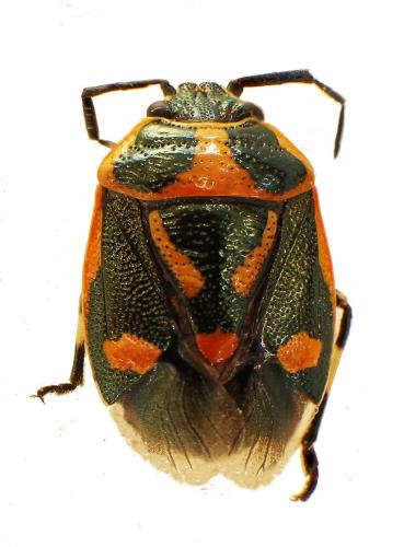 Réf. 327 484 : Eurydema oleracea