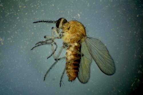 Réf. 327 709 : Dasyhelea sp.
