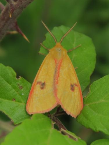 Diacrisia sannio