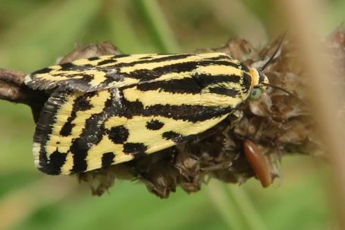 Réf. 327 636 : Acontia trabealis