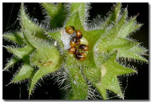 Réf. 327 529 : Stagonomus venustissimus
