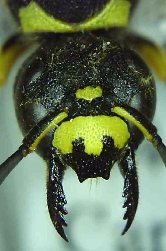Odynerus reniformis