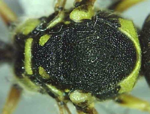 Odynerus reniformis