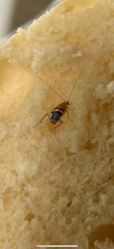 Planuncus vinzi