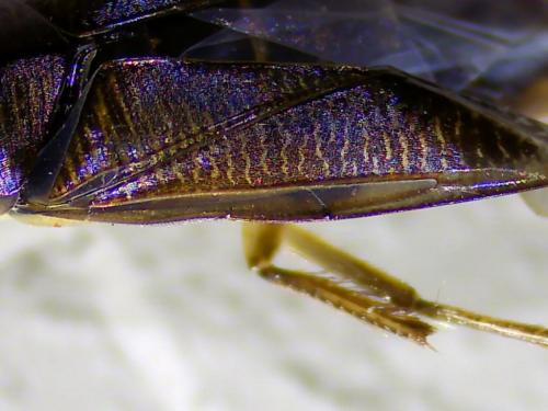 Hesperocorixa sahlbergi