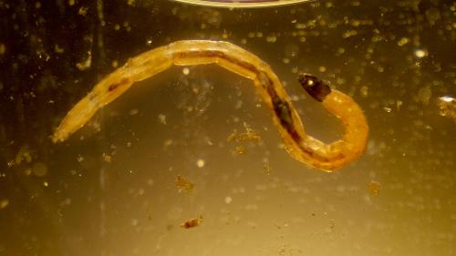 Réf. 327 702 : Dasyhelea sp.