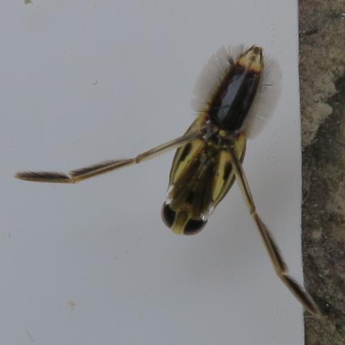 Anisops sardeus