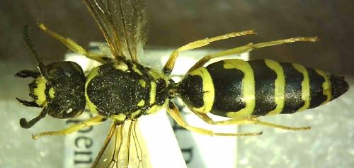 Réf. 327 997 : Odynerus reniformis