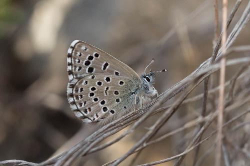 Pseudophilotes panoptes