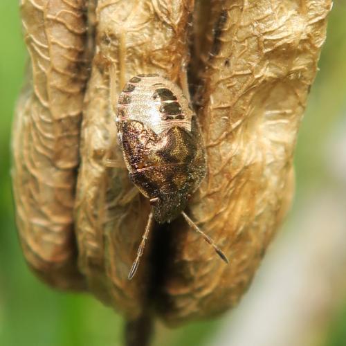 Réf. 327 052 : Peribalus strictus vernalis