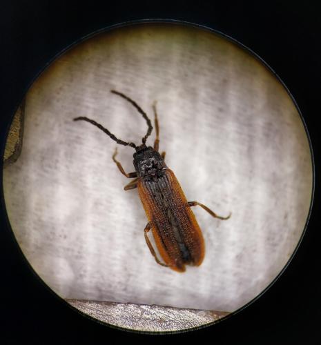 Omalisus fontisbellaquei