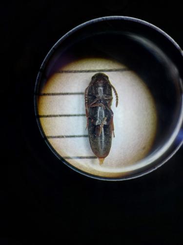 Hylis sp.