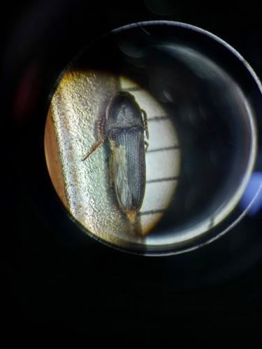 Hylis sp.