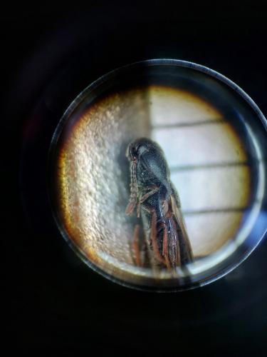 Hylis sp.