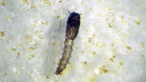 Réf. 327 703 : Dasyhelea sp.