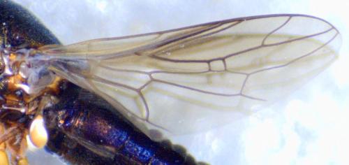 Scenopinus sp.