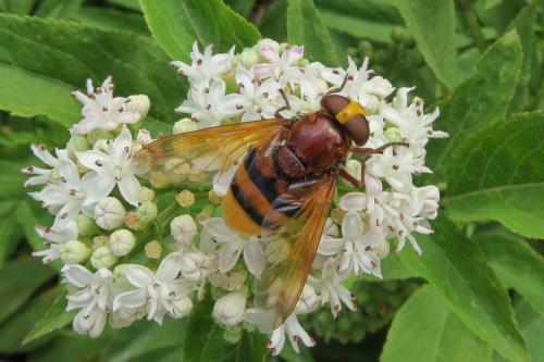 Réf. 327 938 : Volucella zonaria