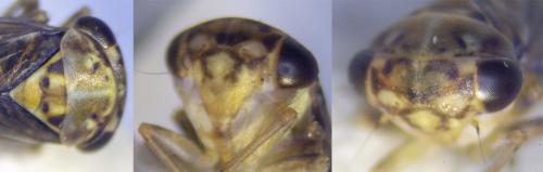 Tremulicerus vitreus