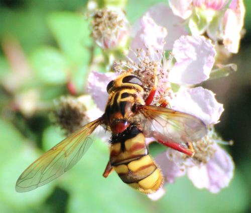 Réf. 327 763 : Milesia crabroniformis