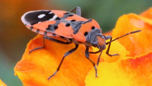 Réf. 327 245 : Lygaeus equestris
