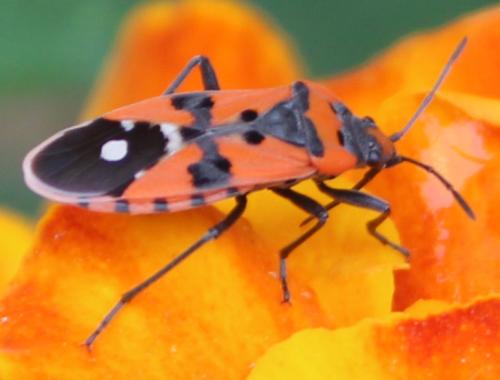 Réf. 327 257 : Lygaeus equestris