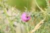 327177 – Photo : vincent thary – France (04)