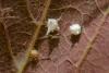 327600 – Photo : Pierre Duhem – France (29)