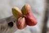 327403 – Photo : Pierre Duhem – France (29)