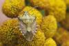 327677 – Photo : Marc Solari – France (68)