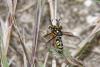 327663 – Photo : Lionel Casset – France (77)