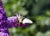 327381 – Photo : Catherine Reymonet-Smitten – France (19)