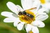 327184 – Photo : Bernard Saquet – France (73)
