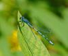 327647 – Photo : Oryctes – France (59)