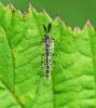327870 – Photo : Oryctes – France (59)