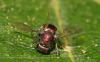 327841 – Photo : Daniel INGREMEAU – France (36)
