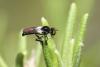 327598 – Photo : Lionel Casset – France (84)