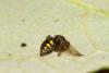 327000 – Photo : Jude Bucktrout – France (36)