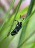 327722 – Photo : Yoann CROISILLE – France (01)