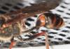 327454 – Photo : alain Roujas – France (31)