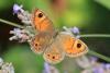 327743 – Photo : Nelly FEINTE – France (60)