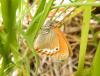 327060 – Photo : Philippe Fourtier – France (38)
