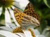 327039 – Photo : Joseph Rezeau – France (35)